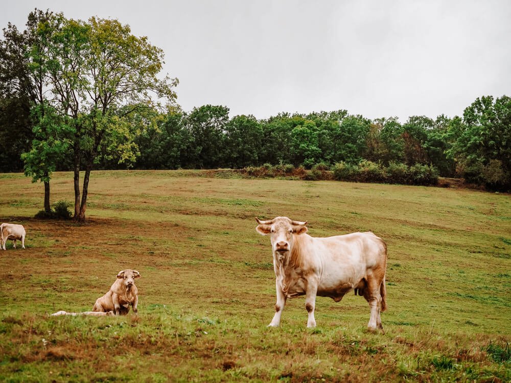 3 Cows in the Burgundian countryside