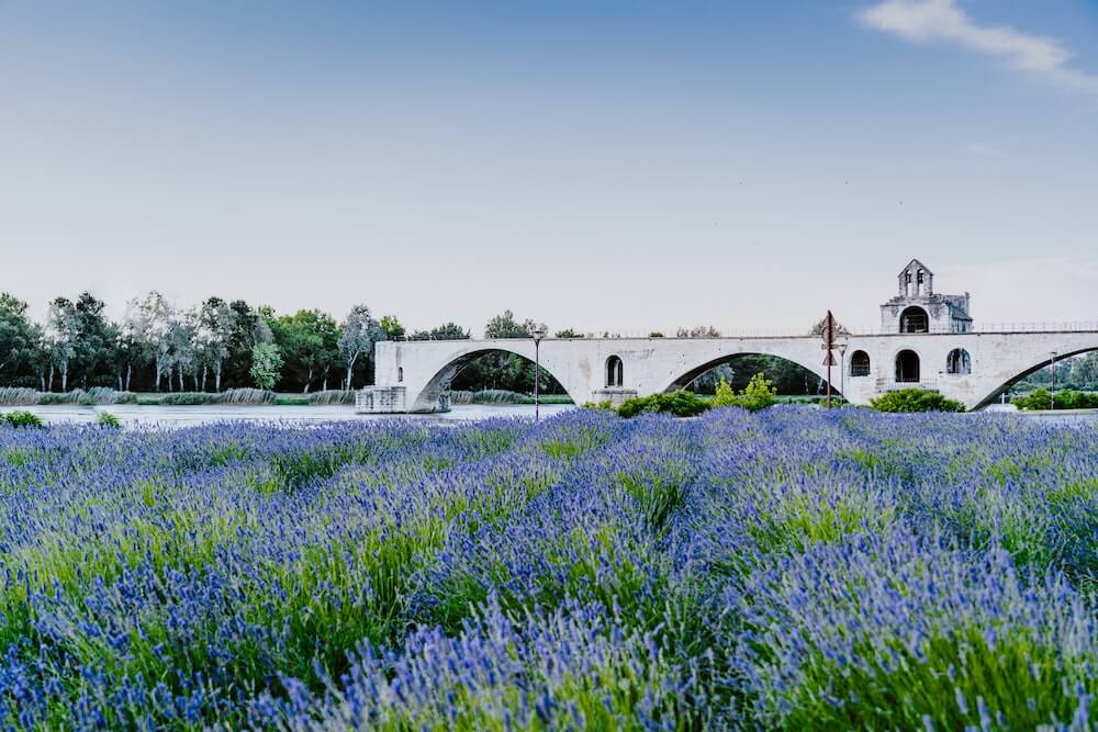 Avignon lavender fields - Most Beautiful Cities in France