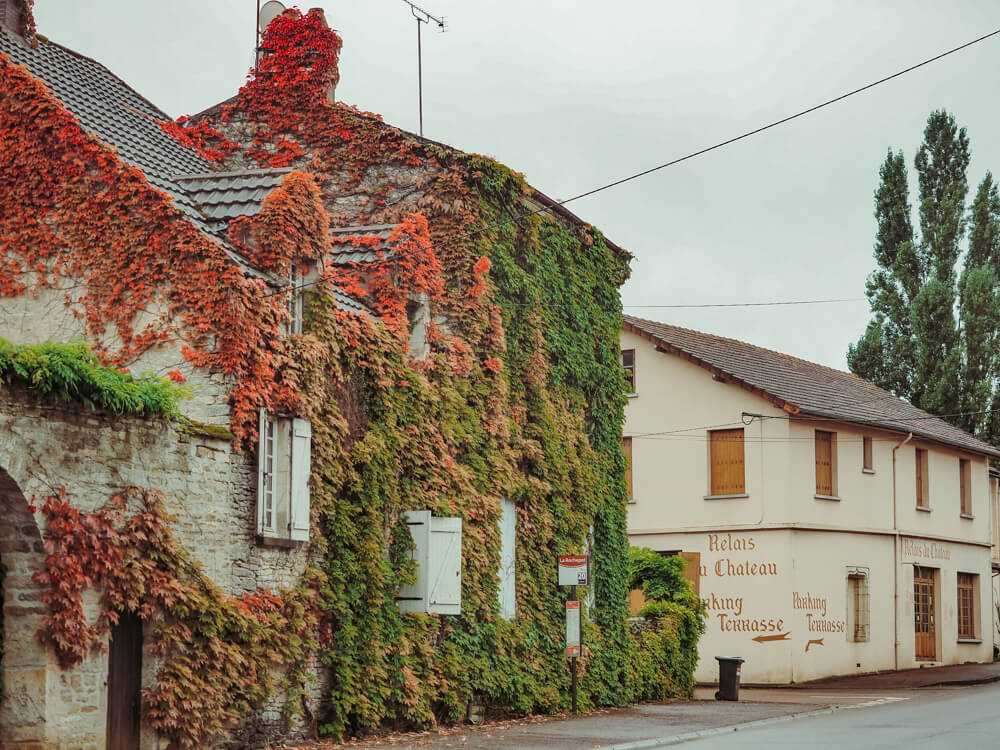 Ivy turning red in Burgundy