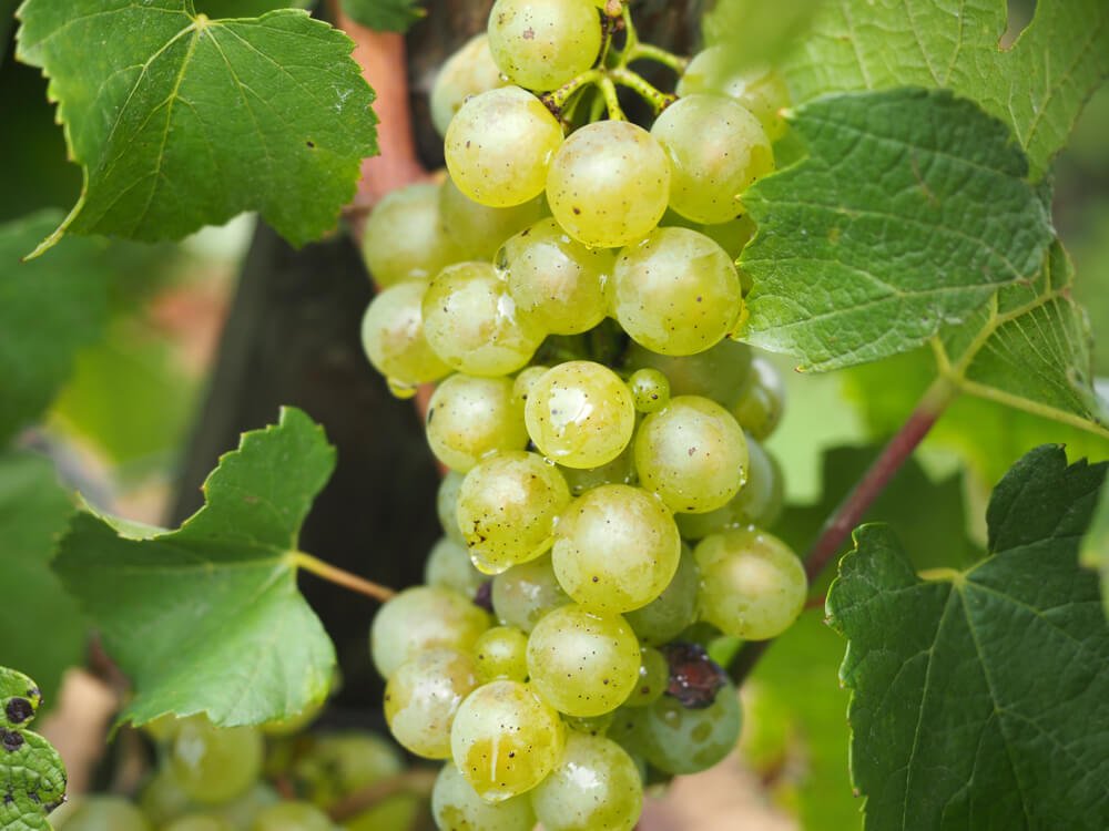 White grapes on a vine in Burgundy - Weekend in Dijon