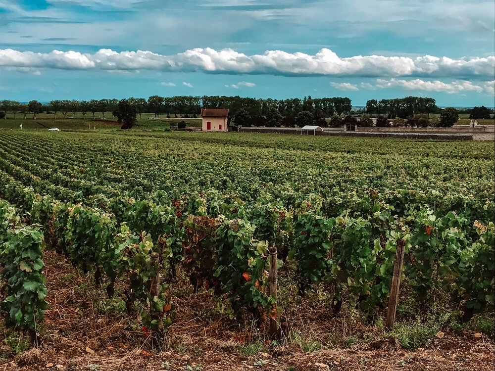 Wine bike path in Burgundy