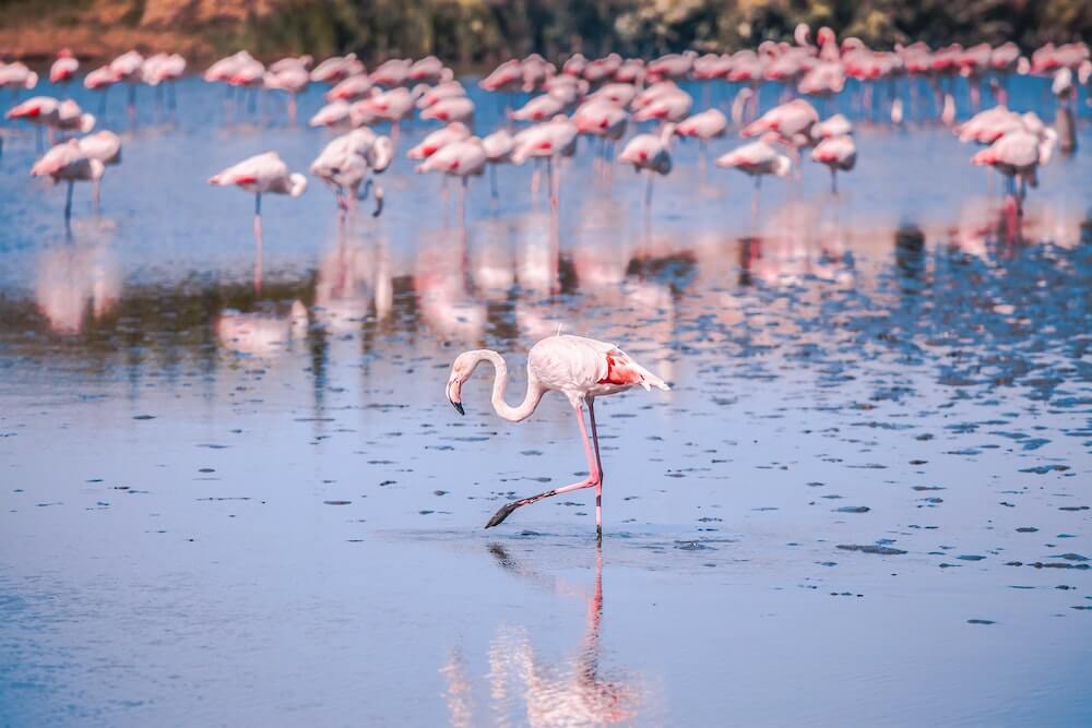 Flamingoes in Camargue
