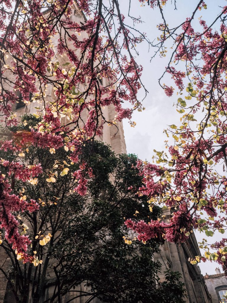 Flowering tree in Paris