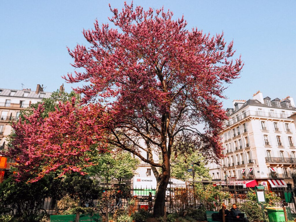 Springtime in Paris trees