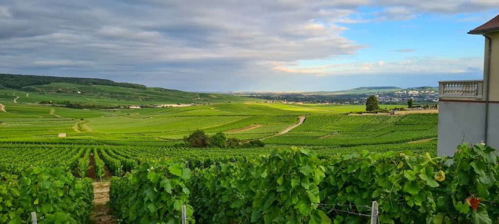 Vineyards in Hautvillers