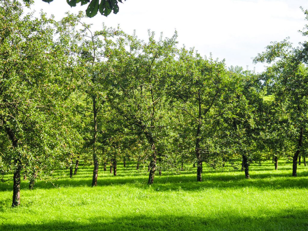 Apple orchard at Jardins du Pays d’Auge