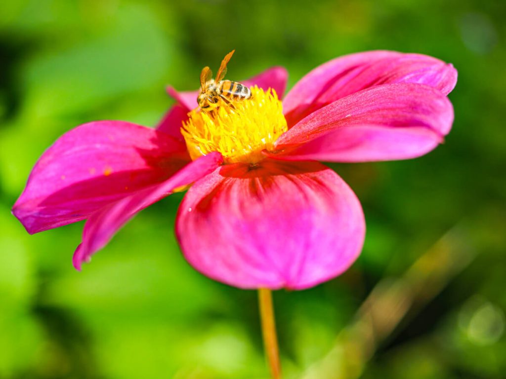 Bee on a flower in Giverny 2