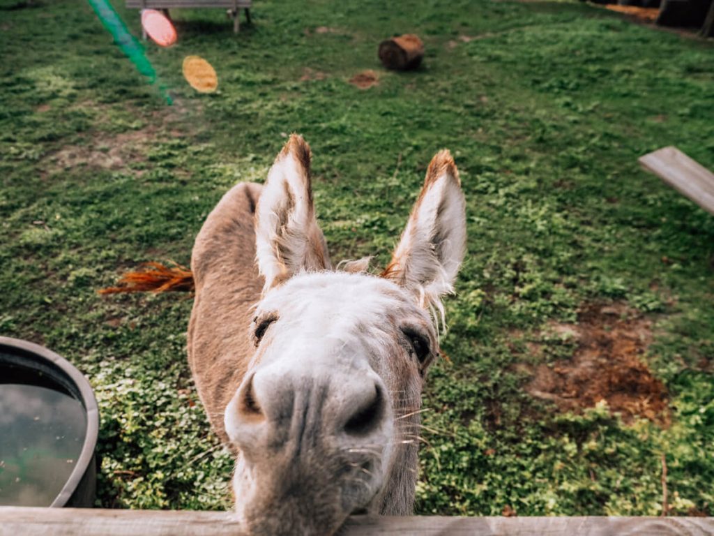 Donkey at Chateau de Hieville 2