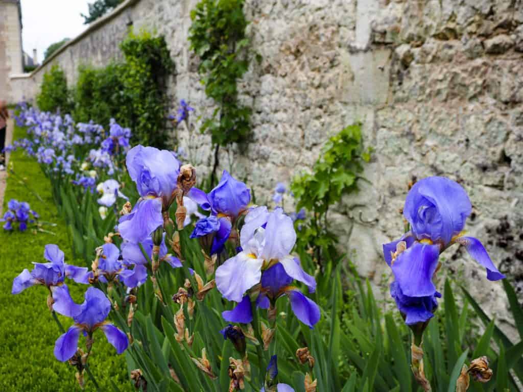 Irises at Chateau d'Usse