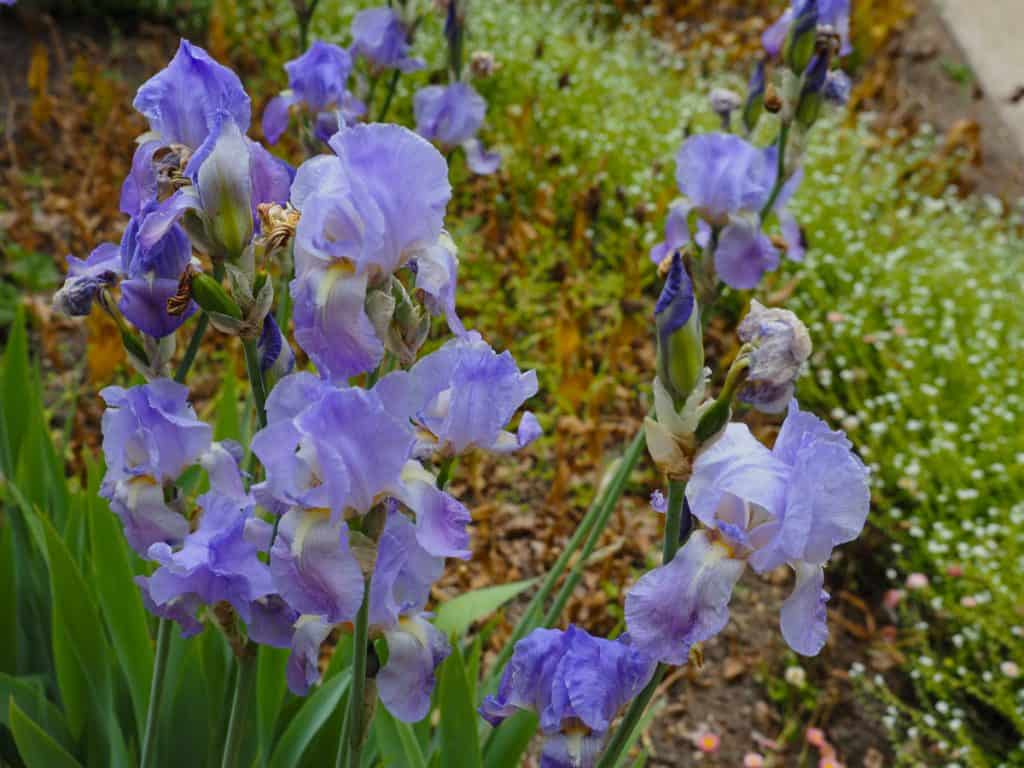 Purple irises at Chateau d'Azay le Rideau