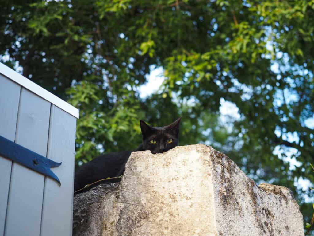 Cat looking at the camera from a post