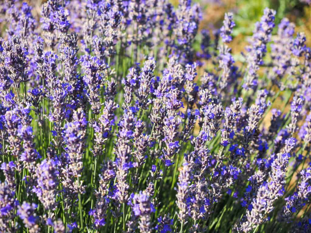 Close up of lavender
