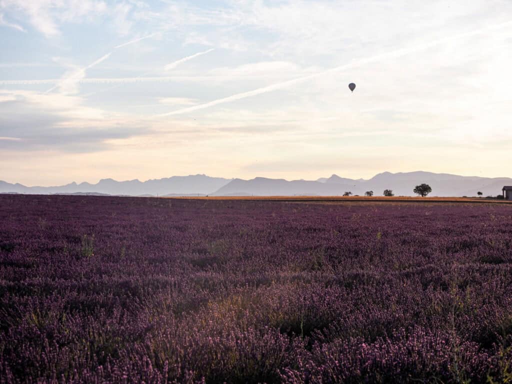 Hot air balloon over a lavender field in Valensole