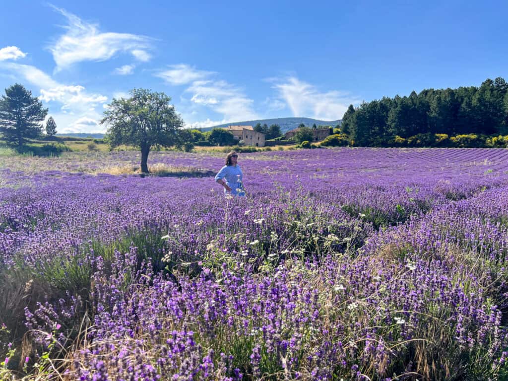 Kat in a lavender field near Sault
