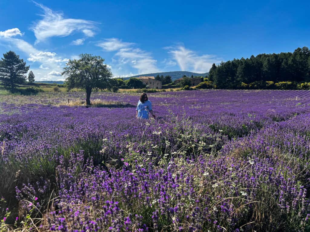 Kat in a lavender field near Sault