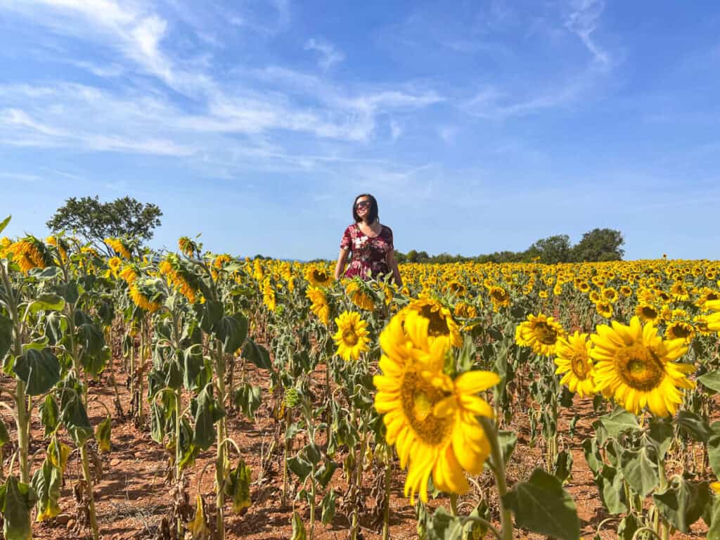 Kat in a sunflower field in Valensole