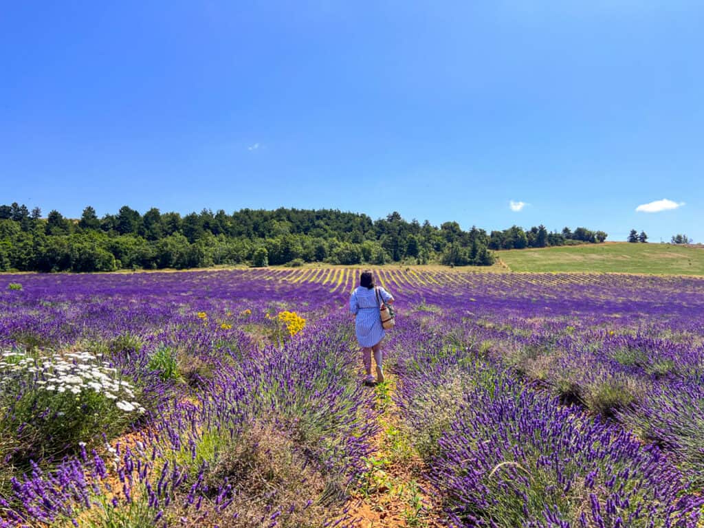 Kat walking through a lavender fields in Sault