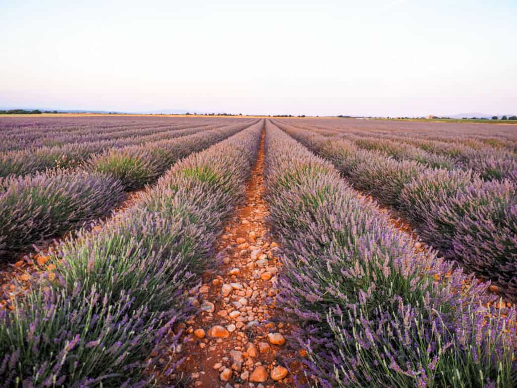 Lavender field at sunrise in Valensole