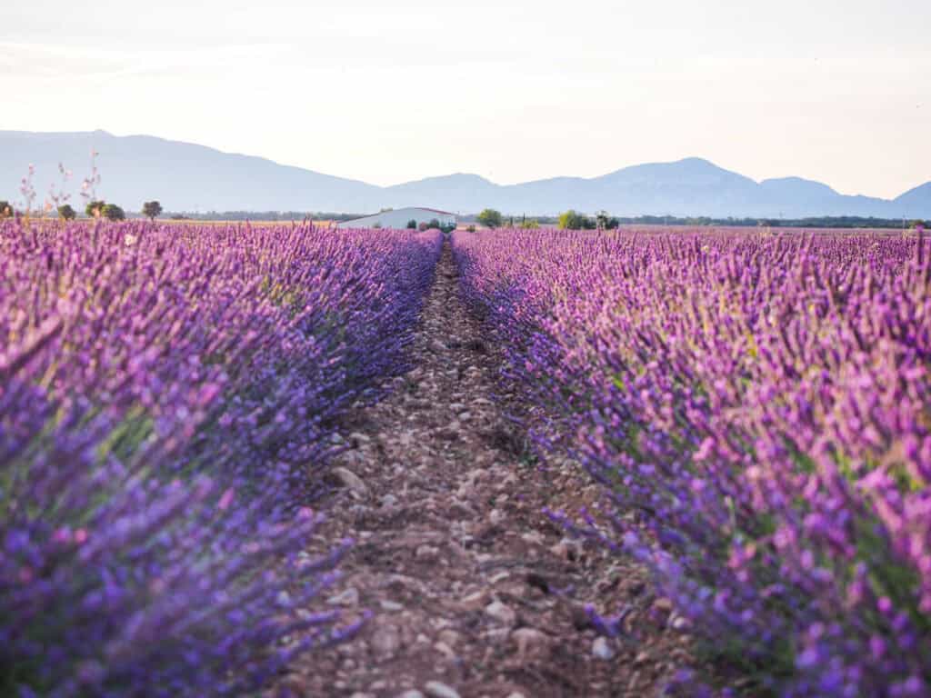 Lavender field in Valensole