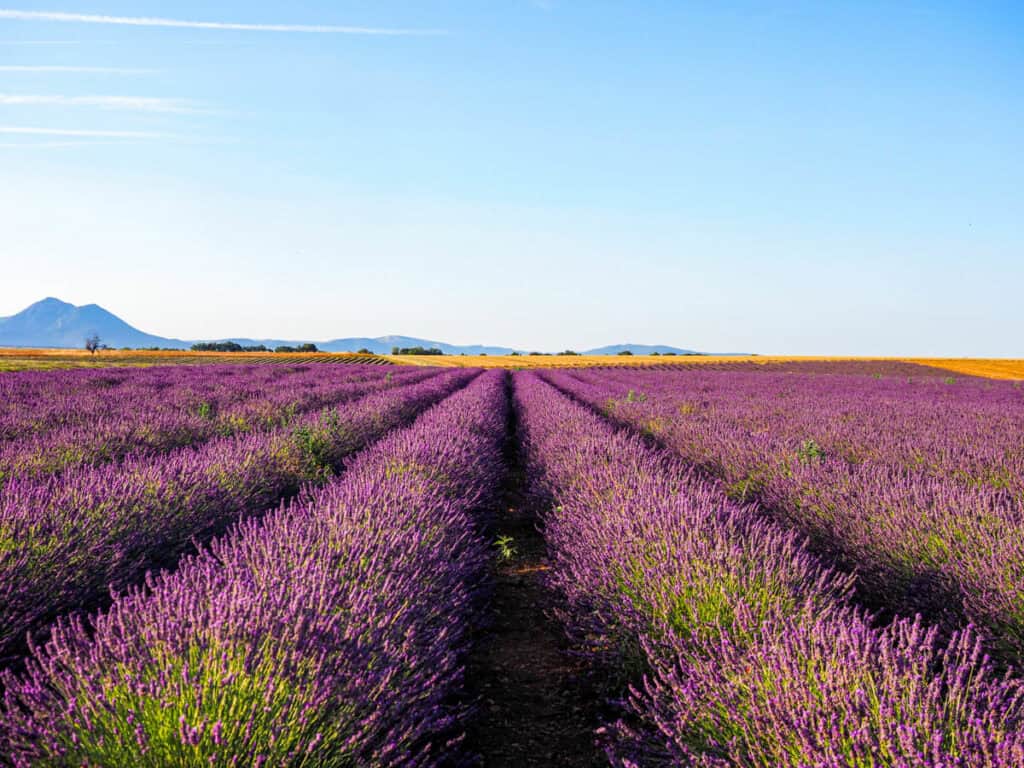 Lavender field in Valensole