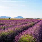 Lavender field in Valensole