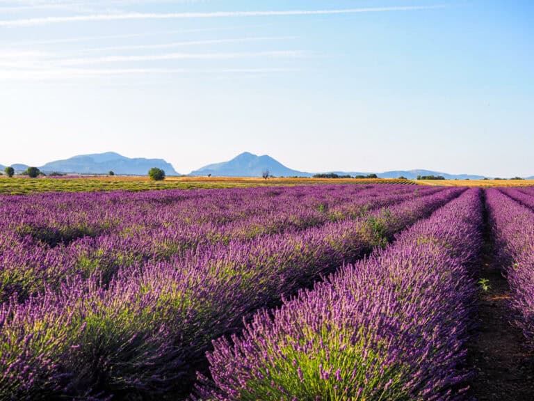 Lavender field in Valensole