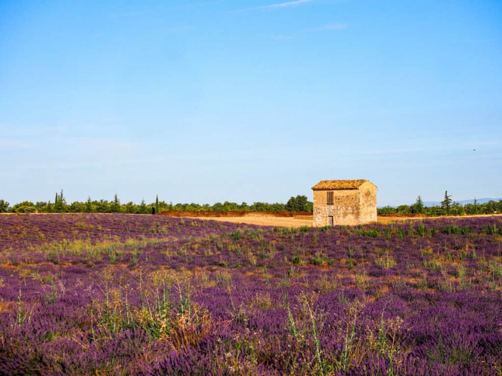 Lavender field in Valensole with a hut in the field