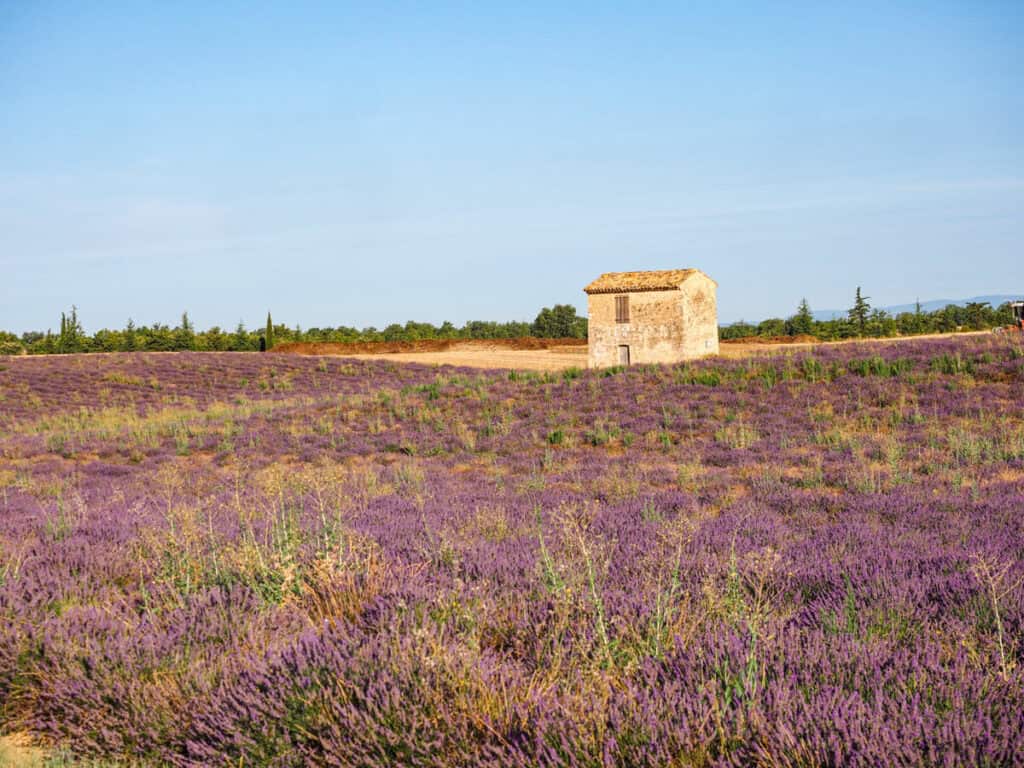 Lavender field in Valensole with hut in the middle