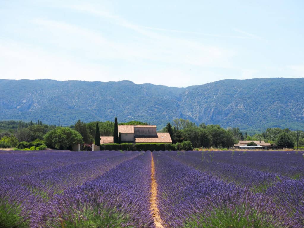 Lavender field near Gordes