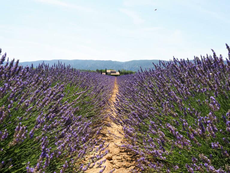 Lavender Fields Swaddle main image 1