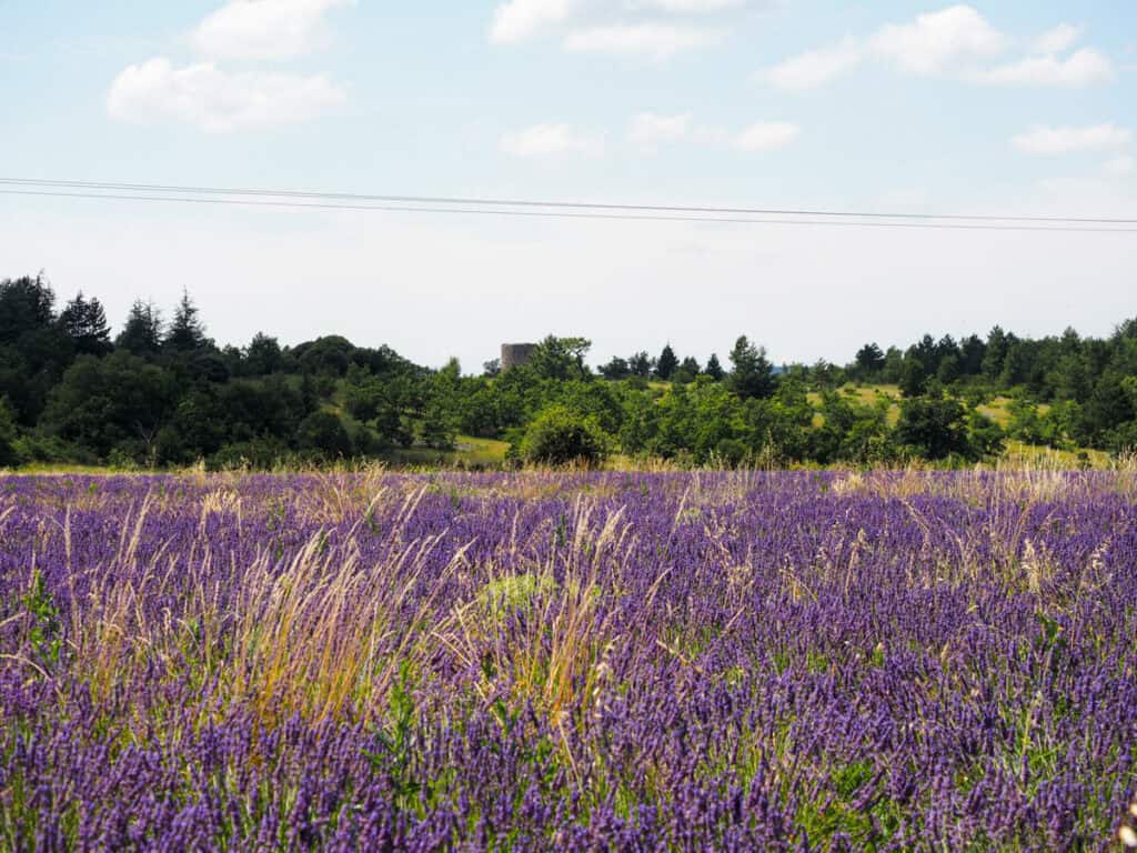 Lavender field near Sault