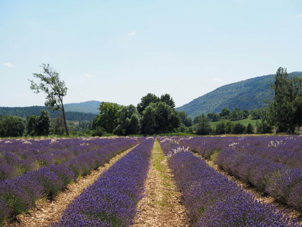 Lavender field near Sault