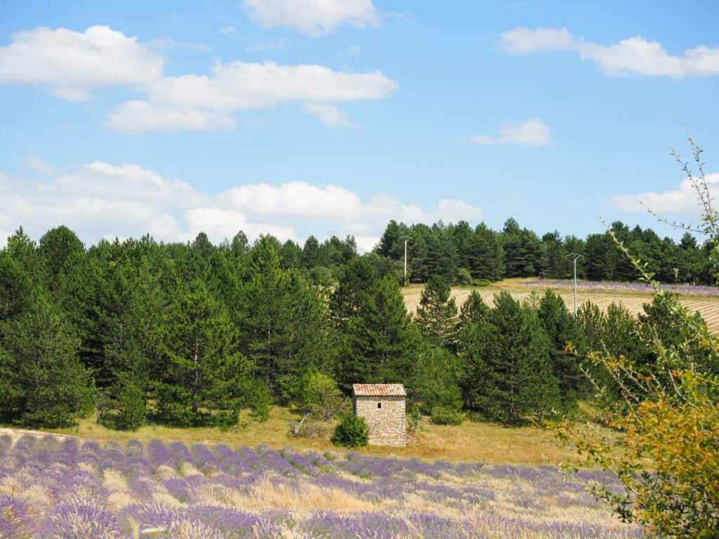 Lavender field near Sault