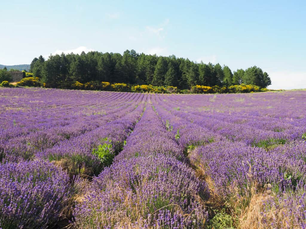 Lavender field near Sault