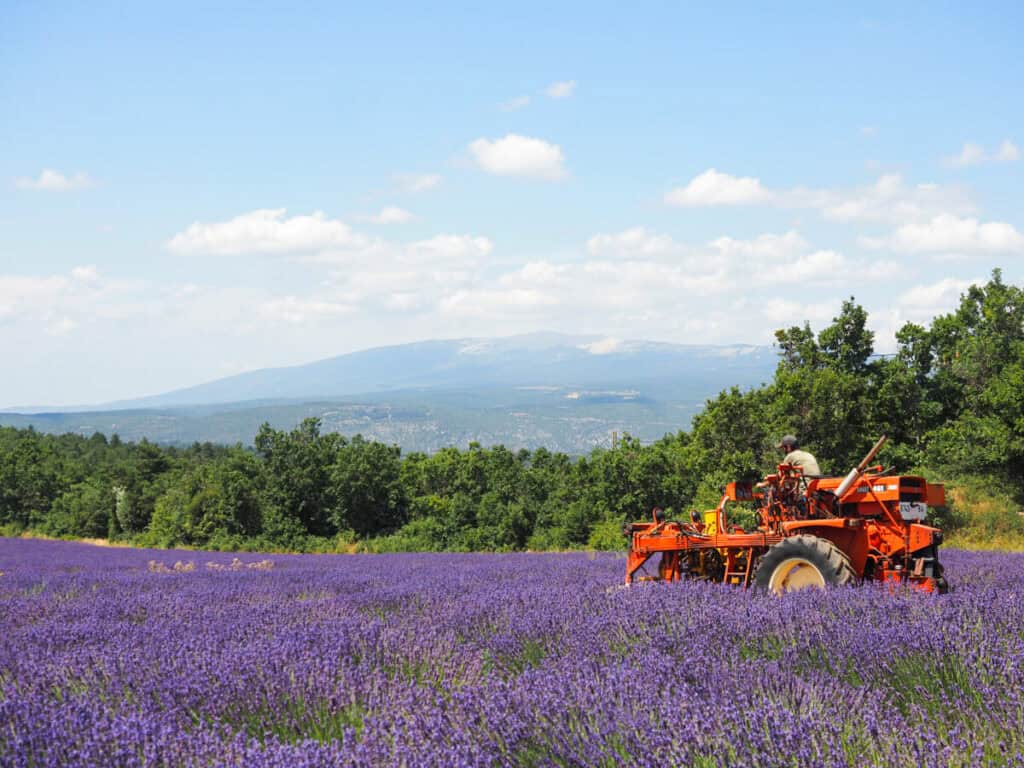 Lavender field near Sault with a tractor driving through it