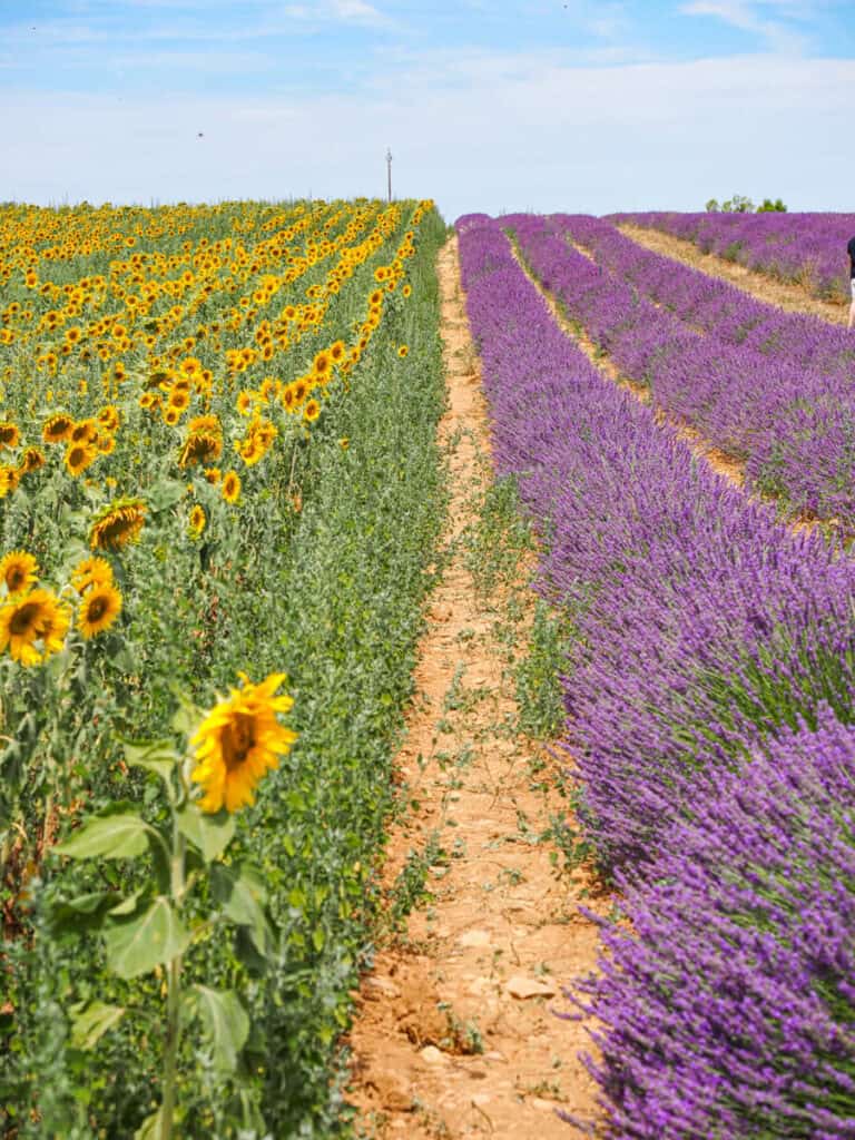 Lavender field next to a sunflower field