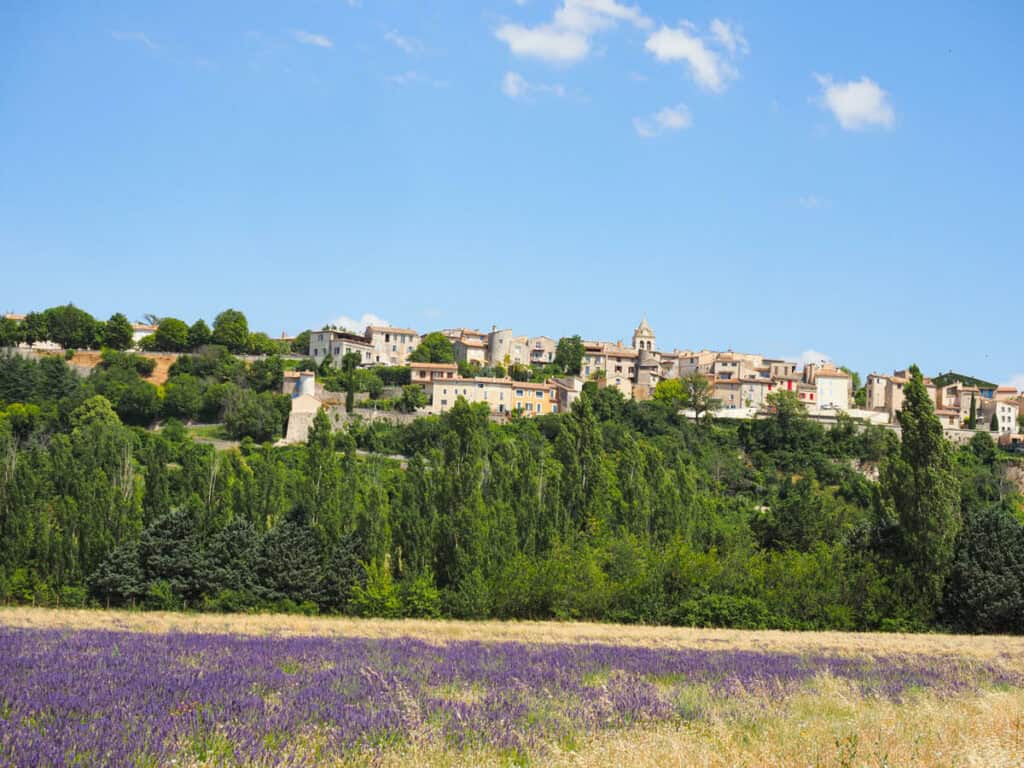 Lavender field with Sault overlooking it