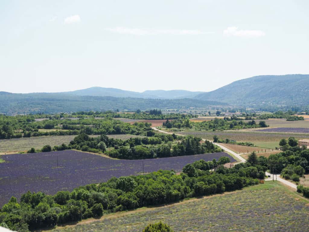 Lavender fields from Sault