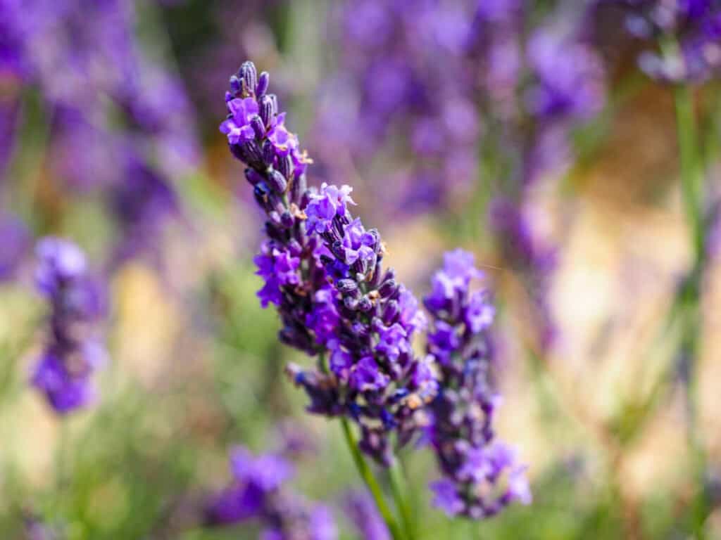 Lavender flower