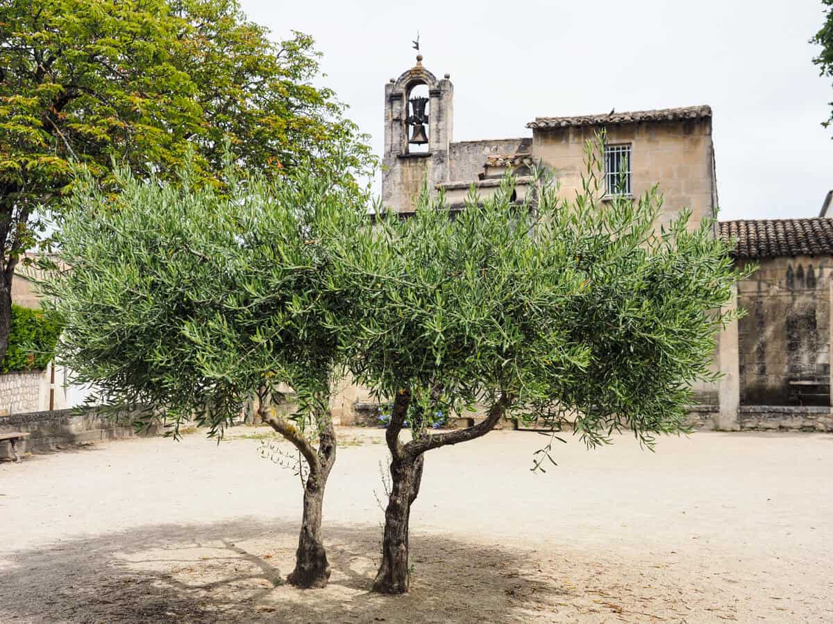 Remi Tree 15 Best Things to Do in St-Remy-de-Provence, France - France Voyager