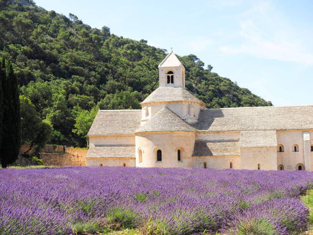 Senaque Abbey with lavender field in front