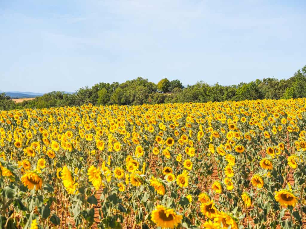 Sunflower field in Valensole