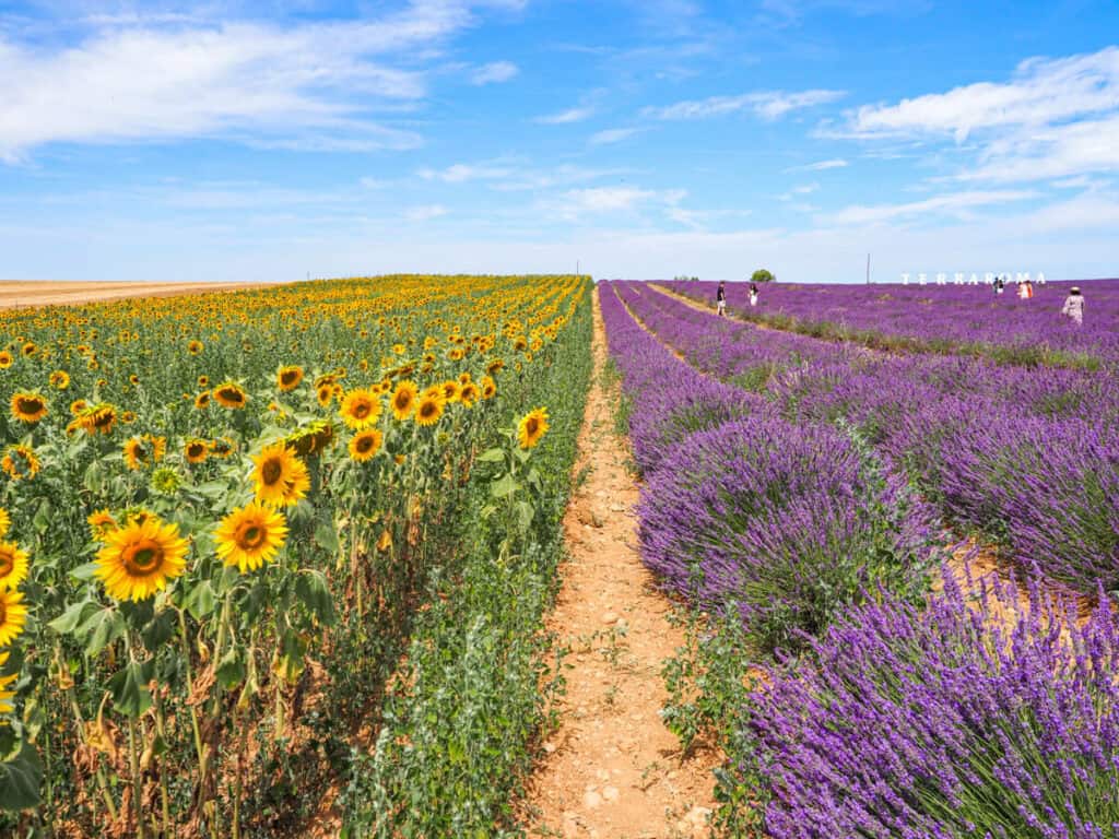 Sunflower field next to a lavender field