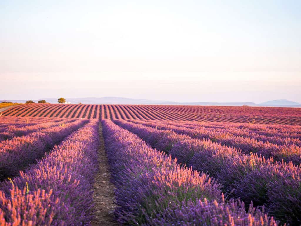 Sunrise over a lavender field in Valensole