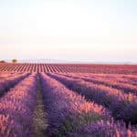 Sunrise over a lavender field in Valensole