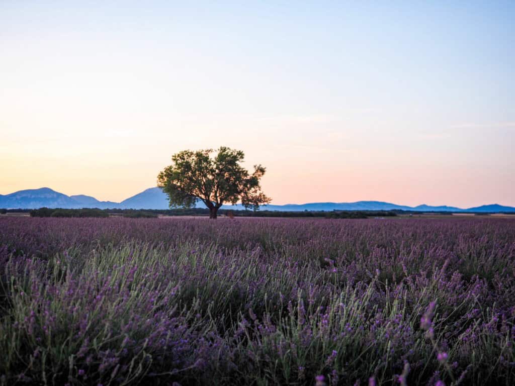 Sunrise over a lavender field in Valensole