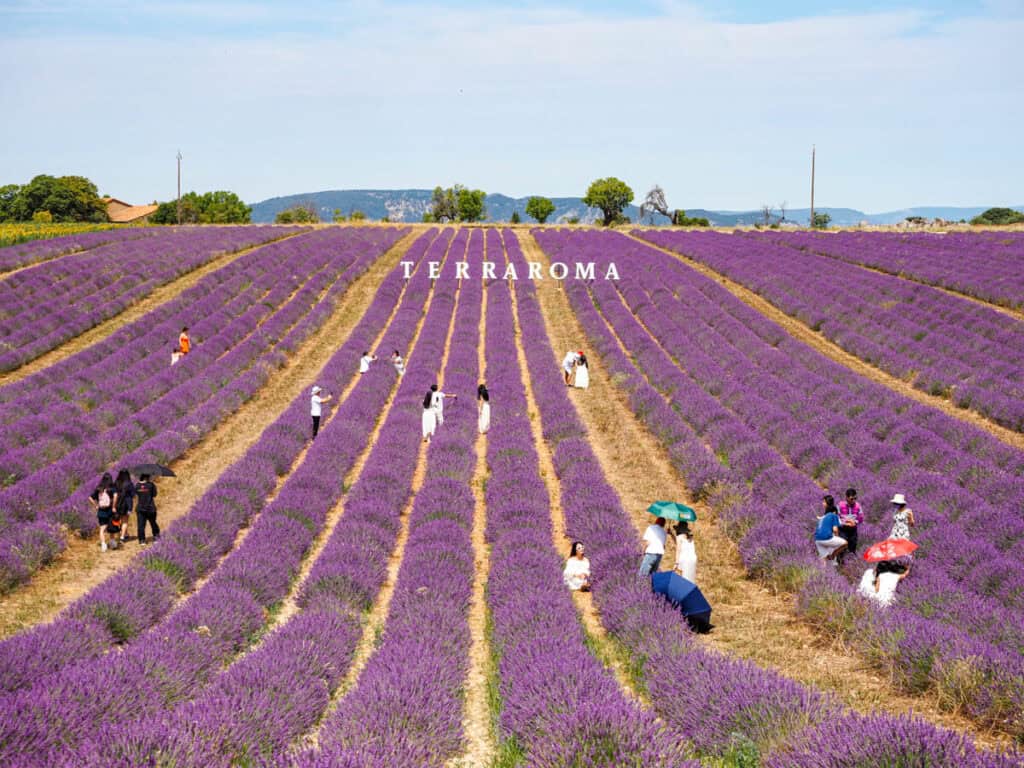 Terraroma Lavender field