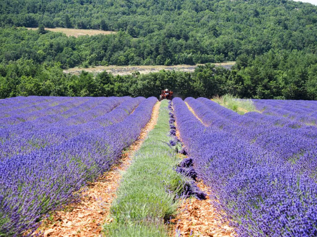 lavender field being harvested