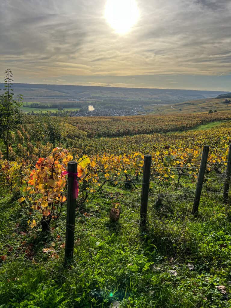 Vineyard in Hautvillers