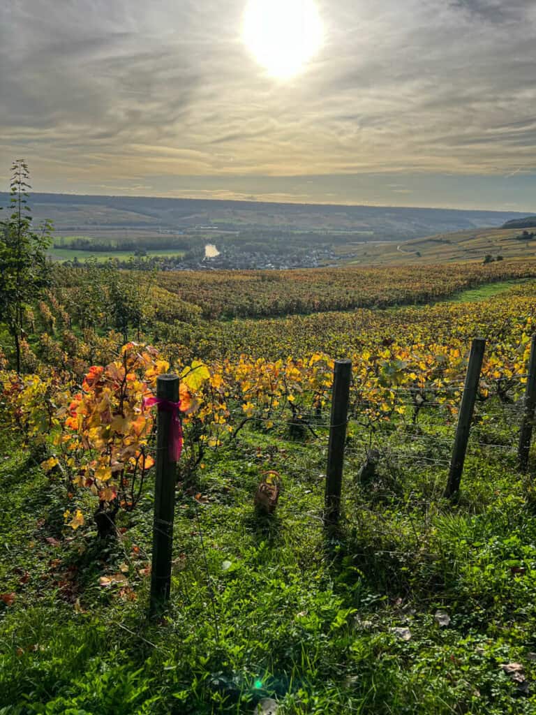 Vineyard in Hautvillers